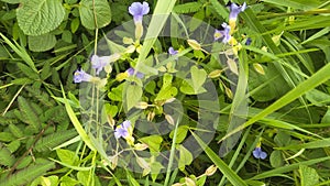 Collinsia Sparsiflora