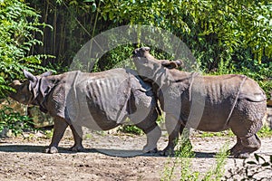 A collision between two large Indian Rhinoceroses in the animal park Blijdorp in Rotterdam photo