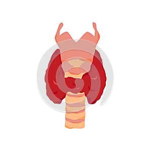 Colloid gland vector Human organs