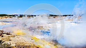 Colloidal Pool and other Geysers in the Porcelain Basin of Norris Geyser Basin area in Yellowstone National Park in WY USA