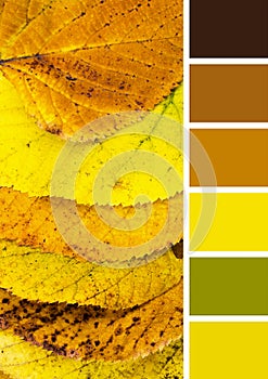 Collor palette of natural yellow autumn linden leaves