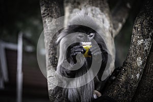 Colobinae also gray Langur eating fruit long tailed monkey on the tree