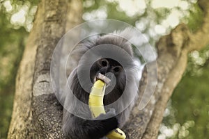 Colobinae also gray Langur eating fruit long tailed monkey on the tree