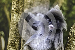 Colobinae also gray Langur long tailed monkey on the tree