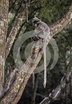 Colobinae also gray Langur long tailed monkey on the tree
