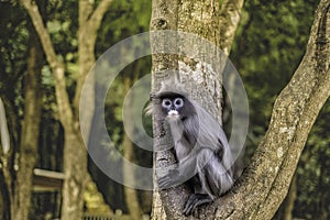 Colobinae also gray Langur long tailed monkey on the tree