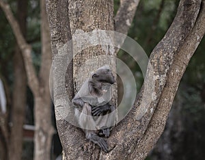 Colobinae also gray Langur long tailed monkey on the tree
