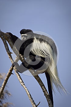 Colobus