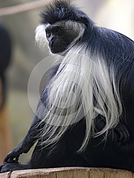 Colobus angolensis palliatus, Tanzanian Black-and-White Colobus