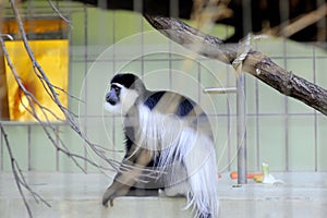 Colobus black and white monkey