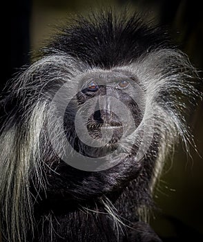 colobus Colobus guereza monkey portrait, looking straight at camera