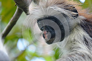 Colobus in deep thought