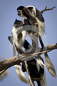 Colobus guereza photo