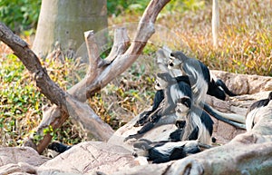 Colobus guereza