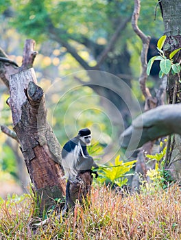 Colobus guereza