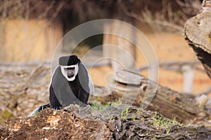 Colobus Guereza Monkey