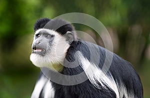 Colobus Monkey