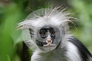 Colobus Monkey