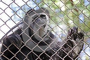 Colobus Monkey