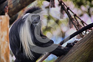 Colobus Monkey photo