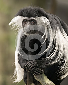 Colobus Monkey