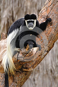 Colobus monkey.