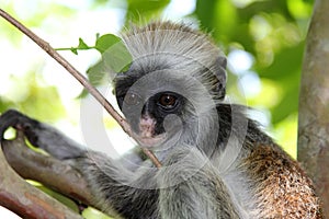 Colobus monkey