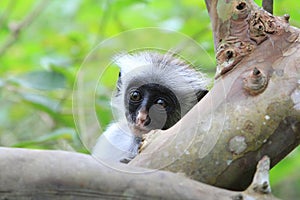 Colobus monkey