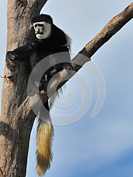 Colobus Monkey photo