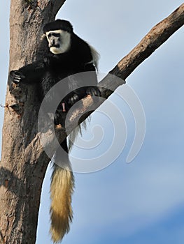 Colobus Monkey