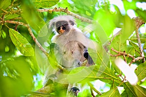 Colobus monkey