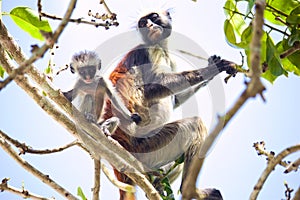 Colobus monkey with baby