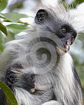 Colobus Monkey & Child