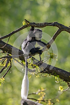 Colobus Monkey Colobus angolensis