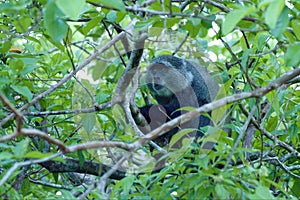 Colobus monkey in jozani forest reservation