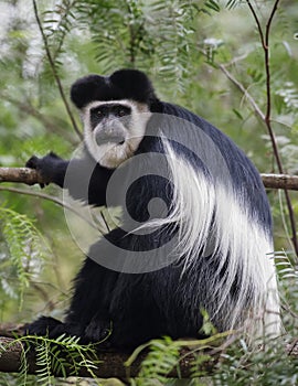 Colobus monkey, Lake Naivasha, Africa