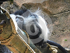 Colobus Monkey at Pittsburgh Zoo