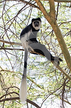 Colobus Monkey Scans the Surroundings