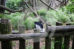 Colobus Monkey in Seattle Woodland Park Zoo