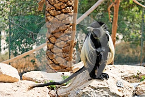 Colobus monkey sitting under the palm-tree