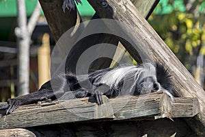 Colobus Monkey Sunning Himself