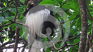 Colobus Monkey on tree