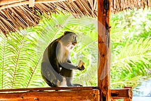 Colobus monkey under roof of the building at Jozani forest. Zanzibar, Tanzania