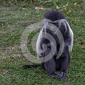Colobus Monkey at Zoo Tampa