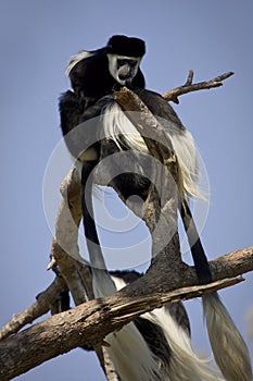 Colobus monkeys photo