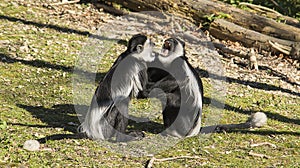 Colobus monkeys fighting