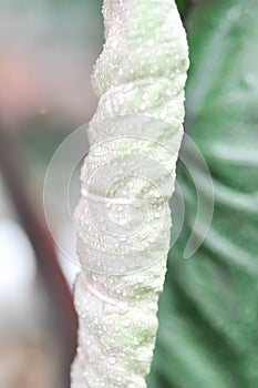 Colocasia and dew drop or Colocasia Diamond Head, diamond head colocasia or Araceae