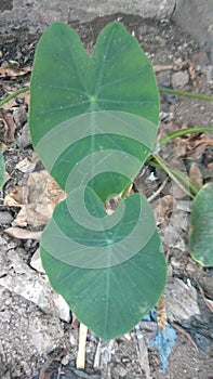 Colocasia esculenta,Colocasia antiquorum Schott leaves photo