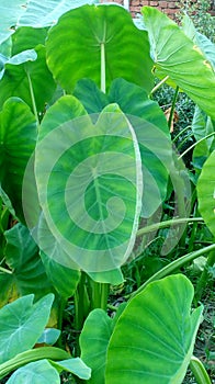 Colocasia esculenta Arvi