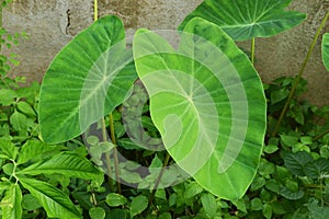 colocasia esculenta, colocasia antiquorum schott leaves